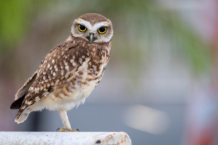 Papier peint  lonely owl on a soccer goal with piercing gaze