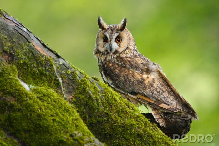 Papier peint  Long Eared Owl (Asio otus) in the Welsh countryside, UK