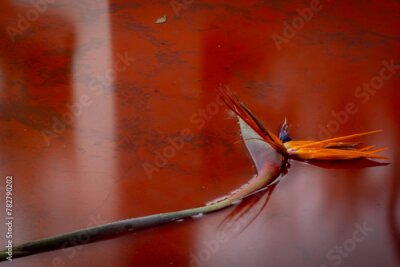 Papier peint  Long exposure photograph of a Strelitzia Nicolai lying on a stoep (Veranda) in the rain, creating a marble like background yielding a Tretchikoff kitsch atmosphere, Pretoria, Gauteng , South Africa
