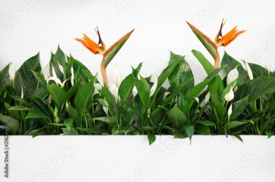 Papier peint  Long green flowerbed on a white wall with many blooming Spatifilium flowers and Royal Strelitzia flowers
