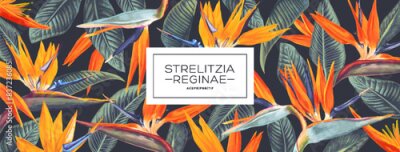 Papier peint  Long horizontal banner with bright tropical flowers of Strelitzia. Botanical design with leaves and flowers for social media cover design, advertising banners, cosmetics design. Realistic hand drawn 
