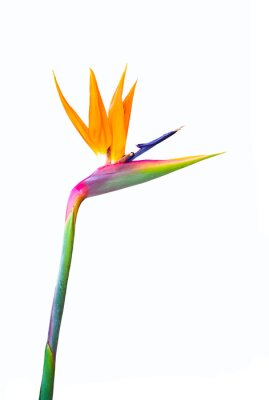 Papier peint  long stem bird of paradise flower png