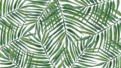 Papier peint  Longues feuilles d'une plante verte