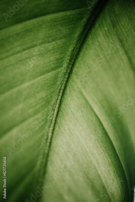 Papier peint  lose-up view of a vibrant Strelitzia leaf showcasing detailed textures