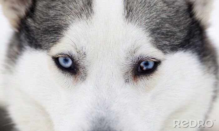 Papier peint  Loup au yeux bleus
