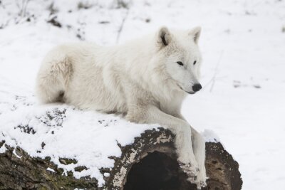 Loup blanc au repos sur la neige