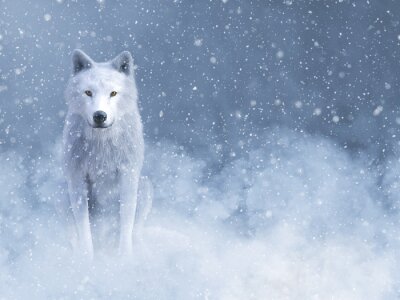 Papier peint  Loup blanc dans la neige