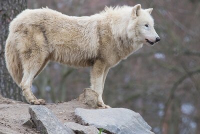 Loup blanc debout sur les rochers