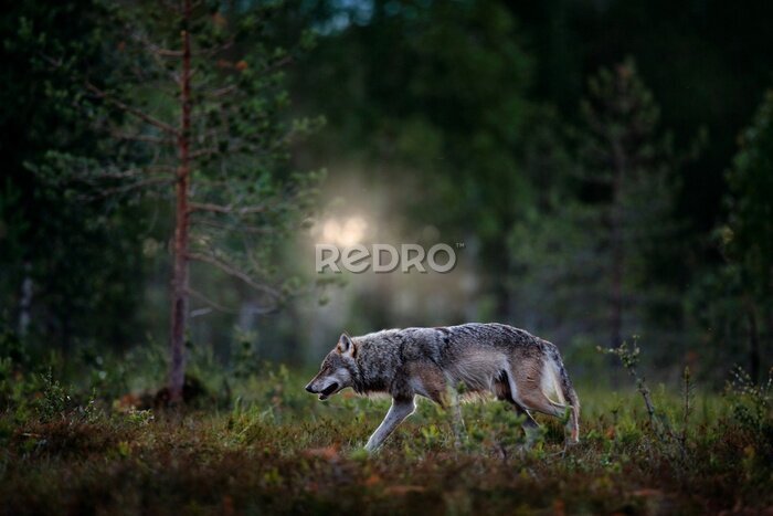 Papier peint  Loup dans un environnement forestier naturel