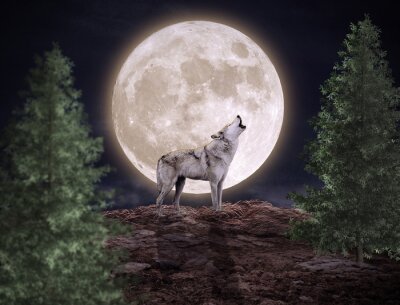 Papier peint  Loup et pleine lune