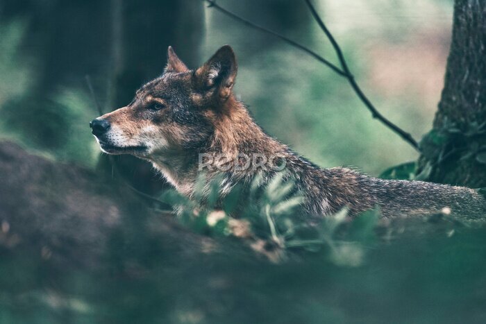 Papier peint  Loup européen errant dans une forêt