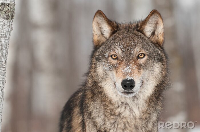 Papier peint  Loup gris (Canis lupus) Portrait