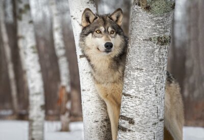 Papier peint  Loup gris dans la forêt