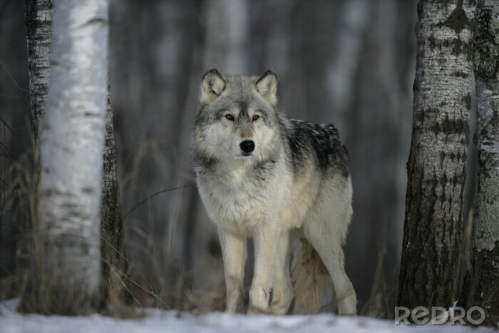 Papier peint  Loup gris dans la forêt en hiver