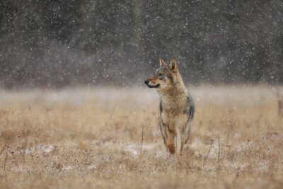Papier peint  Loup gris errant dans une prairie