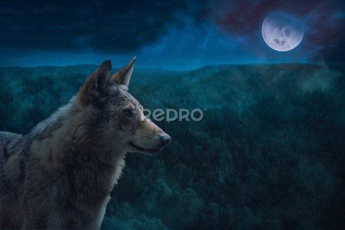 Papier peint  Loup gris sur un arrière-plan de forêt pendant la pleine lune