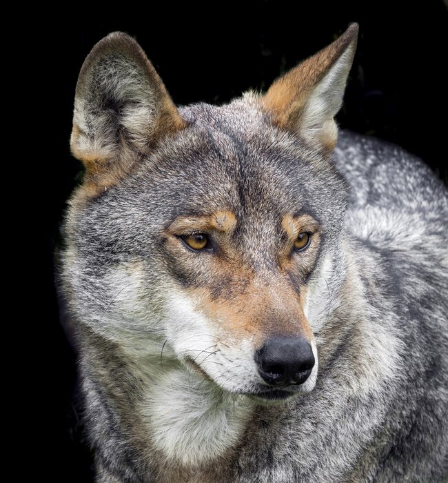 Papier peint  Loup gris sur un fond foncé