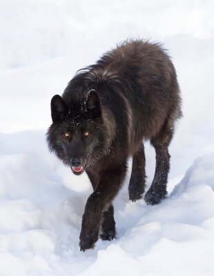Loup noir dans la neige