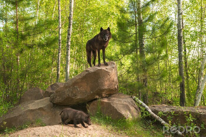 Papier peint  Loup noir debout sur un rocher