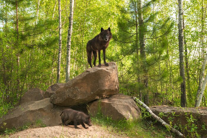 Papier peint  Loup noir debout sur un rocher