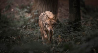 Papier peint  Loup se déplaçant au milieu de la nature