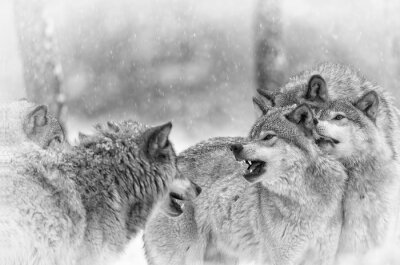 Loups des neiges en hiver