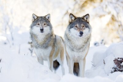 loups gris dans la neige