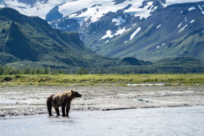 L’Ours brun de l’Alaska côtier se promène le long de la rivière à la recherche de saumons dans le parc national Katmai. Montagnes en arrière plan