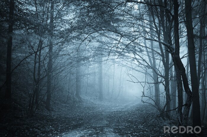 Papier peint  Lumière bleue dans une forêt brumeuse