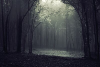 Lumière dans la forêt