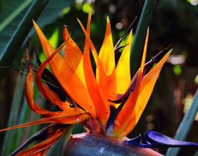 Papier peint  Lumière du soleil sur les pétales orange frappantes d'une fleur de strelitzia en format paysage