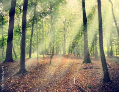 Papier peint  Lumière du soleil tombant dans la forêt