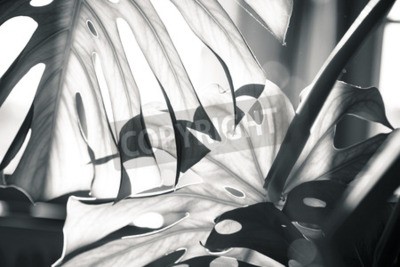 Papier peint  Lumière sur des feuilles de monstera