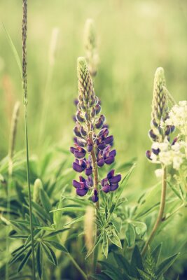 Lupins sauvages