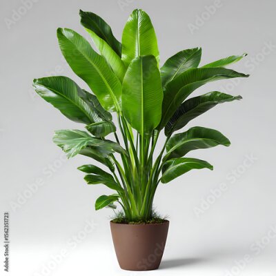 Papier peint  Lush green strelitzia plant in brown pot bird of paradise