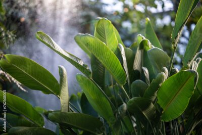 Papier peint  Lush green Strelitzia retinae leaves in sunlight soft focus, natural green background. Decorative greenery indoors. Foliage of Bird of paradise (Heliconia leaf). 