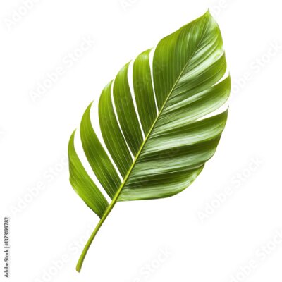 Papier peint  Lush green tropical leaf of Strelitzia nicolai on a transparent background Concept of nature, freshness, and exotic botanical elements for design
