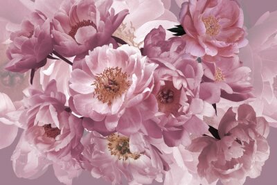 Papier peint  Luxury background. Bouquet of pink garden flowers peonies close-up.