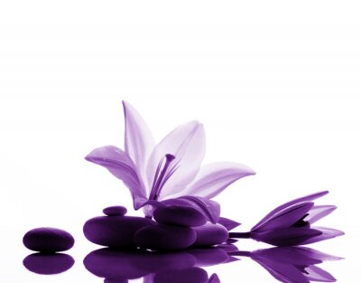 Papier peint  Lys violet sur des pierres