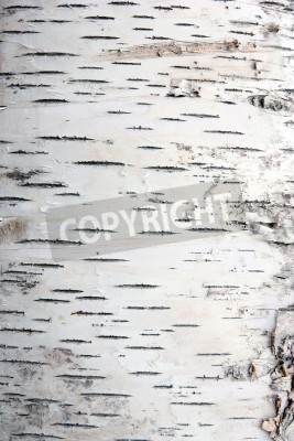 Papier peint  Macro d'écorce de bouleau