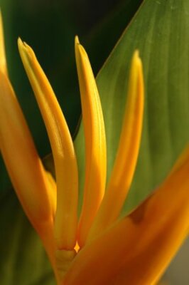 Papier peint  Macro d'oiseau de paradis Strelitzia reginae