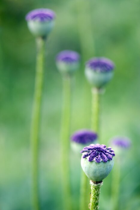 Papier peint  Macro de coquelicots violets