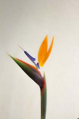 Papier peint  Macro de fleur Strelitzia reginae, également connu sous le nom de grue fleur ou oiseau de paradis