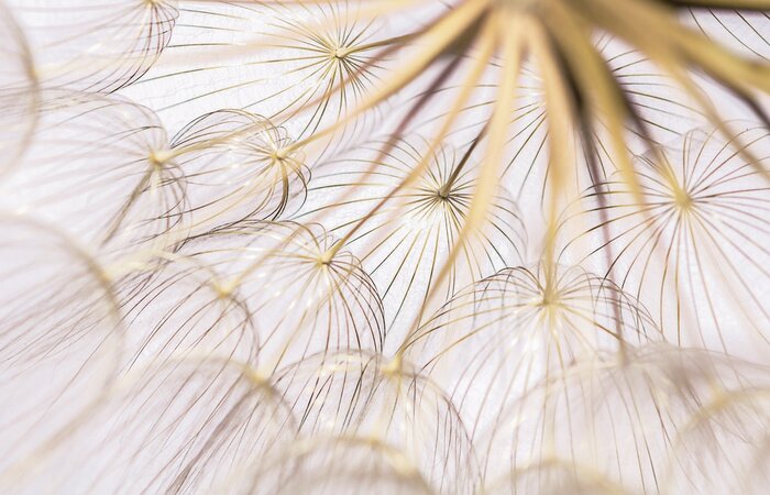 Papier peint  Macro de graines de pissenlit de champ