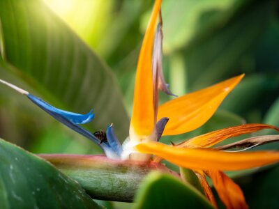 Papier peint  Macro image of bee sitting on the colorful strelitzia flower and collecting nectar