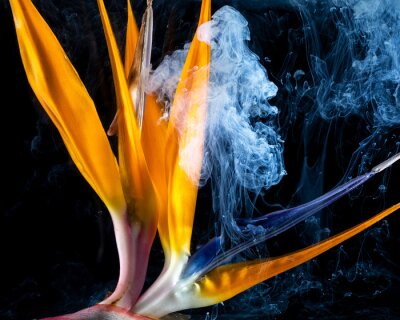 Papier peint  Macro of bright orange strelitzia flower, with white smoke against a black background