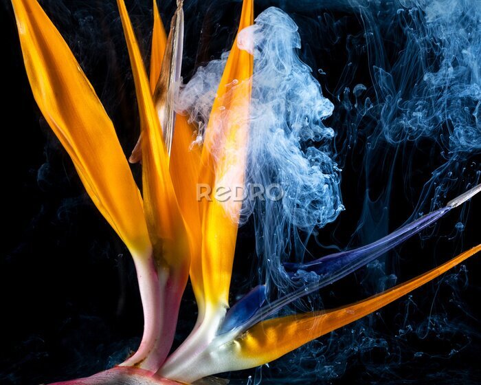 Papier peint  Macro of bright orange strelitzia flower, with white smoke against a black background