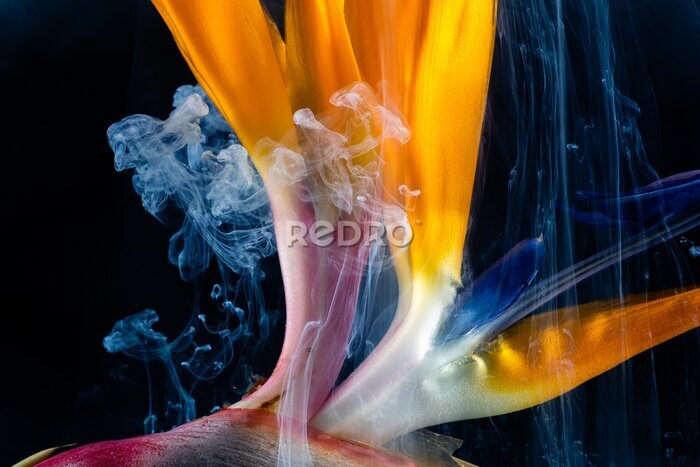 Papier peint  macro of orange and blue strelitzia flower with white smoke against a black background