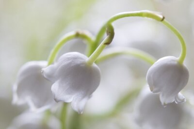 Papier peint  Macro petites fleurs blanches