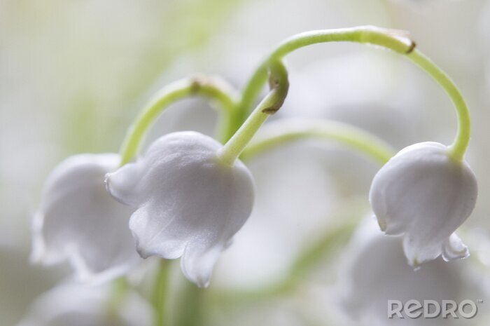 Papier peint  Macro petites fleurs blanches